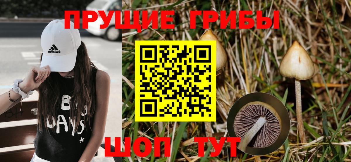 магазин  наркотиков  Псилоцибиновые грибы GOLDEN TEACHER  Вход с VPN  Псилоцибиновые грибы GOLDEN TEACHER  Кызыл 